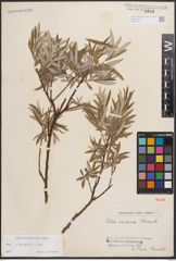 Foto von Salix eleagnos Scop.